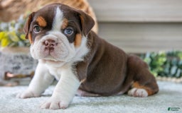 Beabull dogs for sale: Sierra - Image 5
