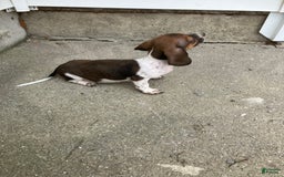 Miniature Dachshund dogs for sale: Roselyn - Image 6