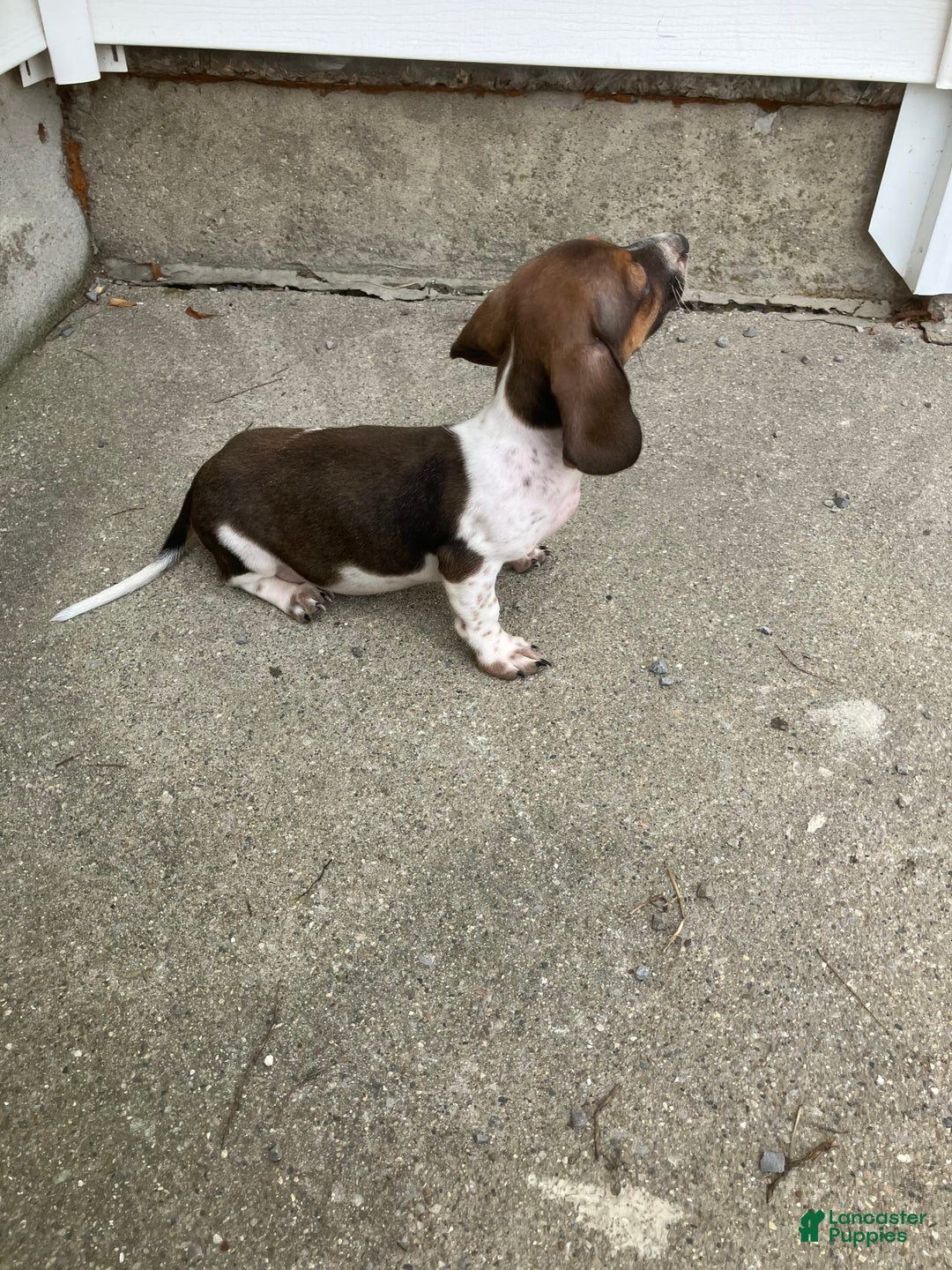 Miniature Dachshund dogs for sale: Roselyn - Image 6