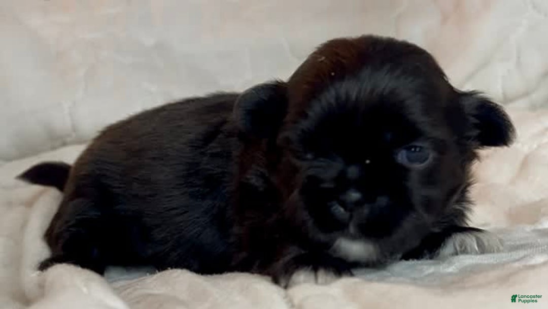 Shih Tzu dogs for sale: Beauty-mini - Image 7