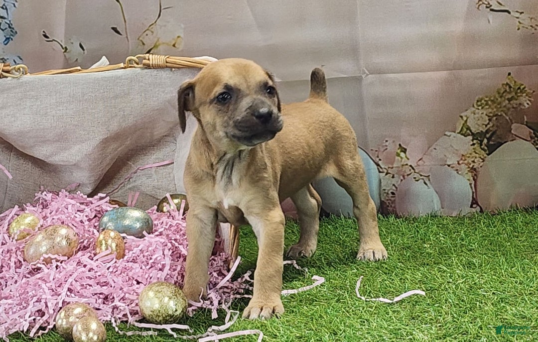 Catahoula Leopard Dog dogs for sale: Goldie 2025 F3 - Image 7