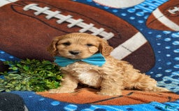 Cockapoo dogs for sale: Fleming - Image 4