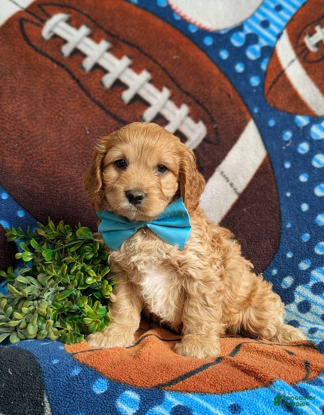 Cockapoo dogs for sale: Fleming - Image 4