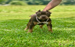 American Bully dogs for sale: Ms. Rose - Image 9