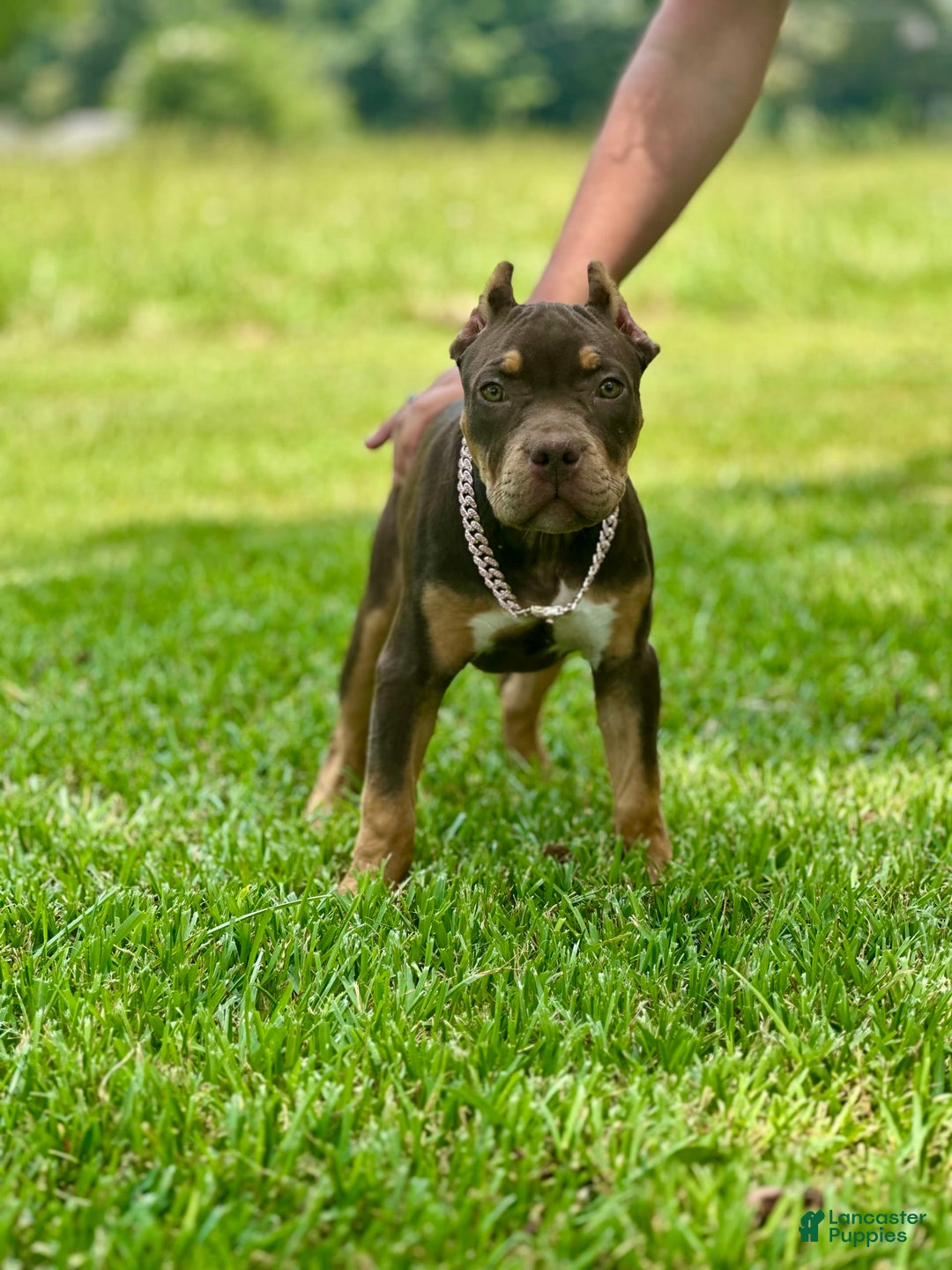 American Bully dogs for sale: Ms. Rose - Image 9