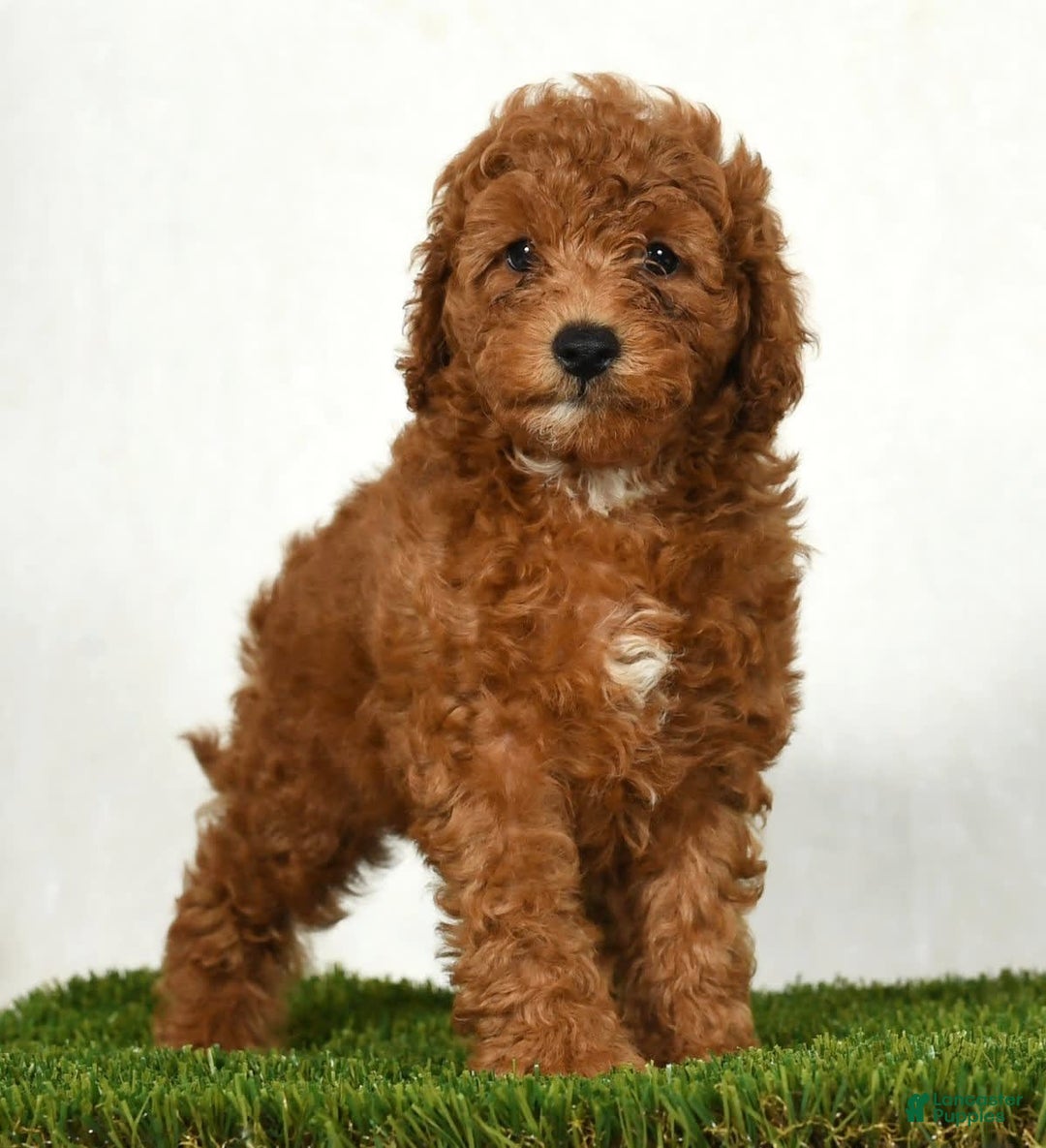 Mini Goldendoodle dogs for sale: Dixie - Image 1