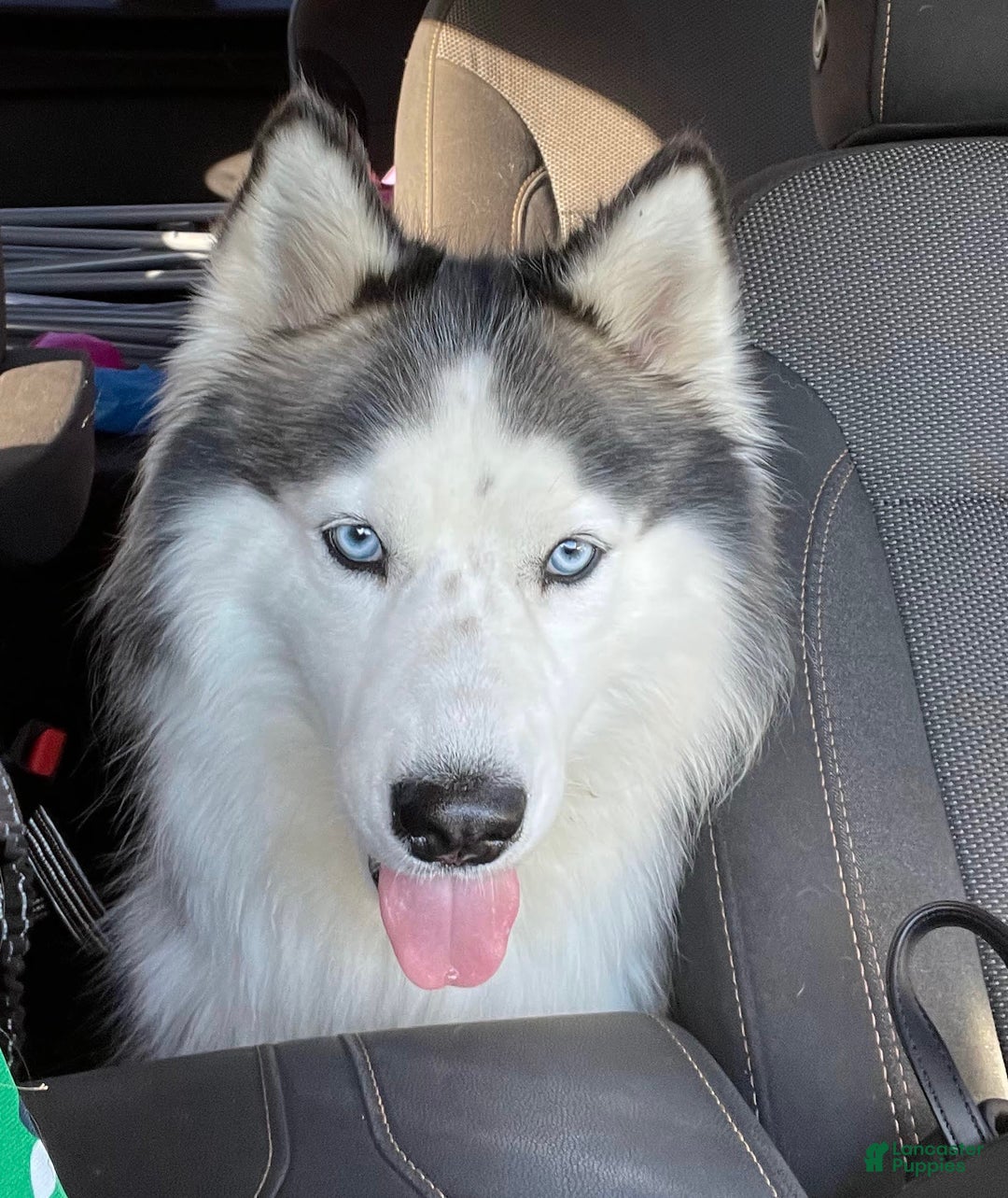 Siberian Husky dogs for sale: Izzy - Image 4