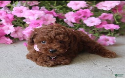 Toy Poodle dogs for sale: Tessa - Image 3