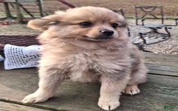 Pomchi dogs for sale: Junebug - Image 2