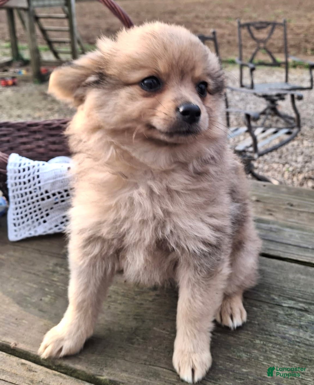 Pomchi dogs for sale: Junebug - Image 2