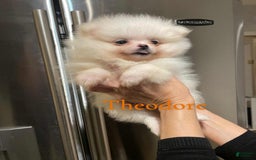 Pomeranian dogs for sale: Theodore - Image 1