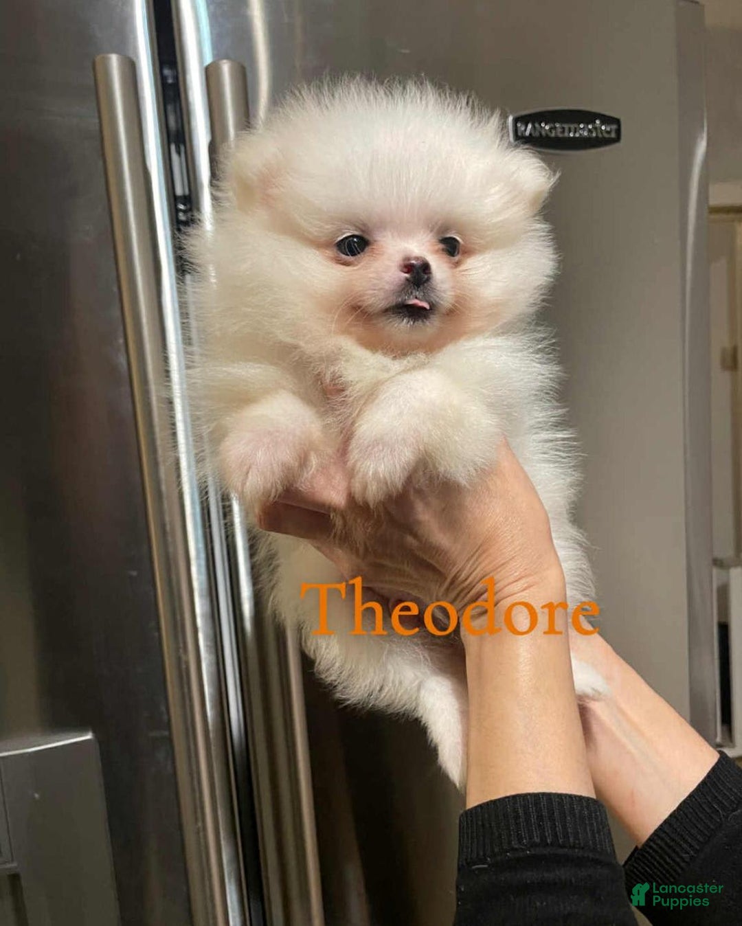 Pomeranian dogs for sale: Theodore - Image 1