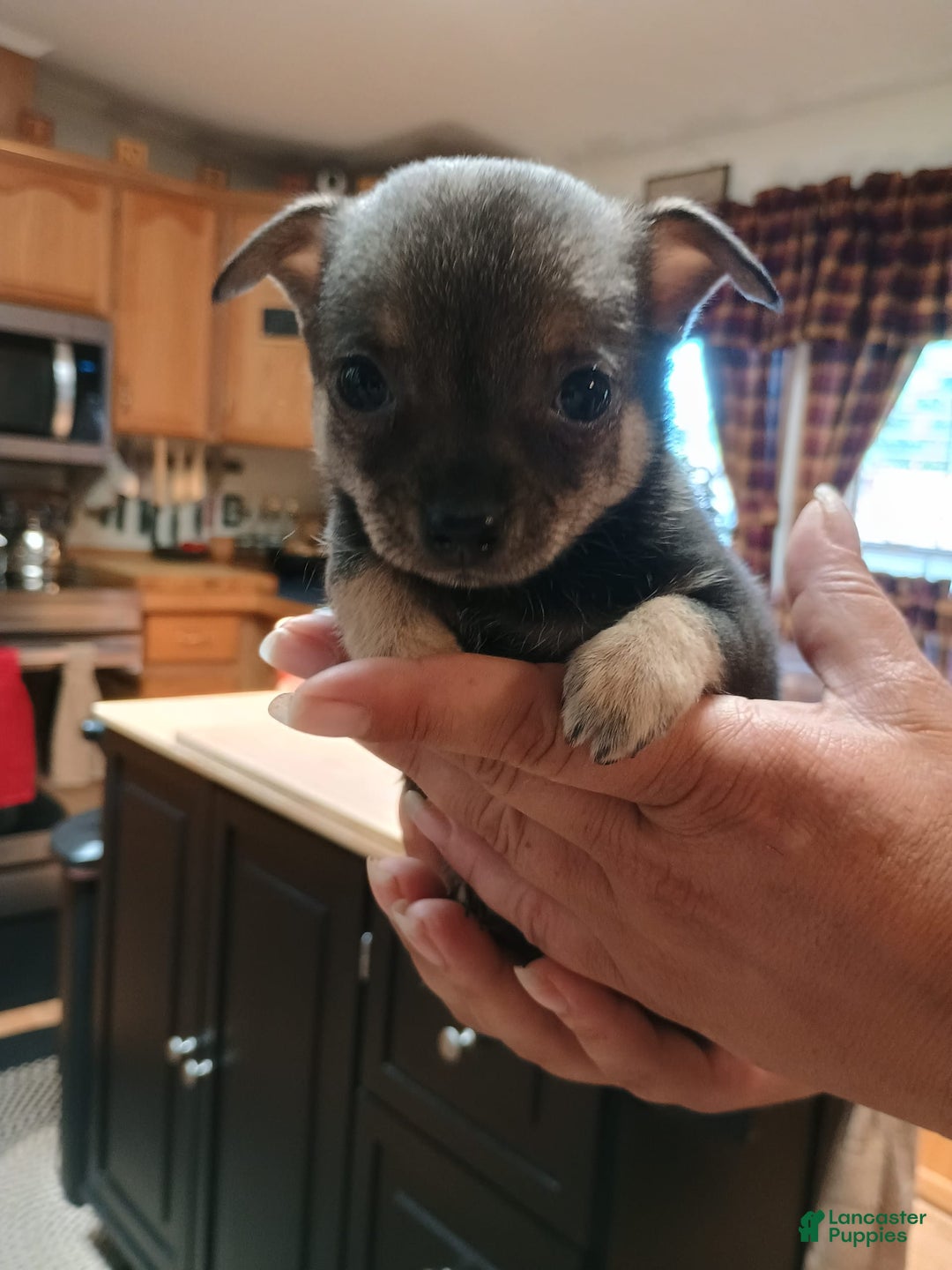 Chihuahua dogs for sale: Chihuahua 4 puppies - Image 21