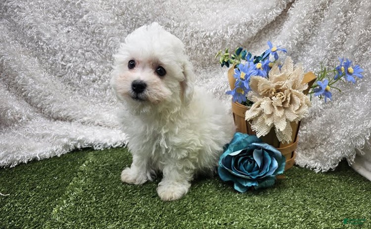 Bichon Frise dogs for sale - Ad 4