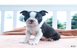 Boston Terrier dogs for sale: Earl - Image 5
