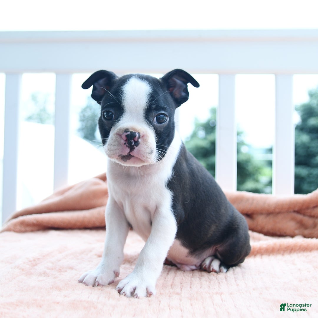 Boston Terrier dogs for sale: Earl - Image 5