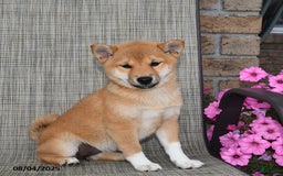 Shiba Inu dogs for sale: Emmy - Image 1