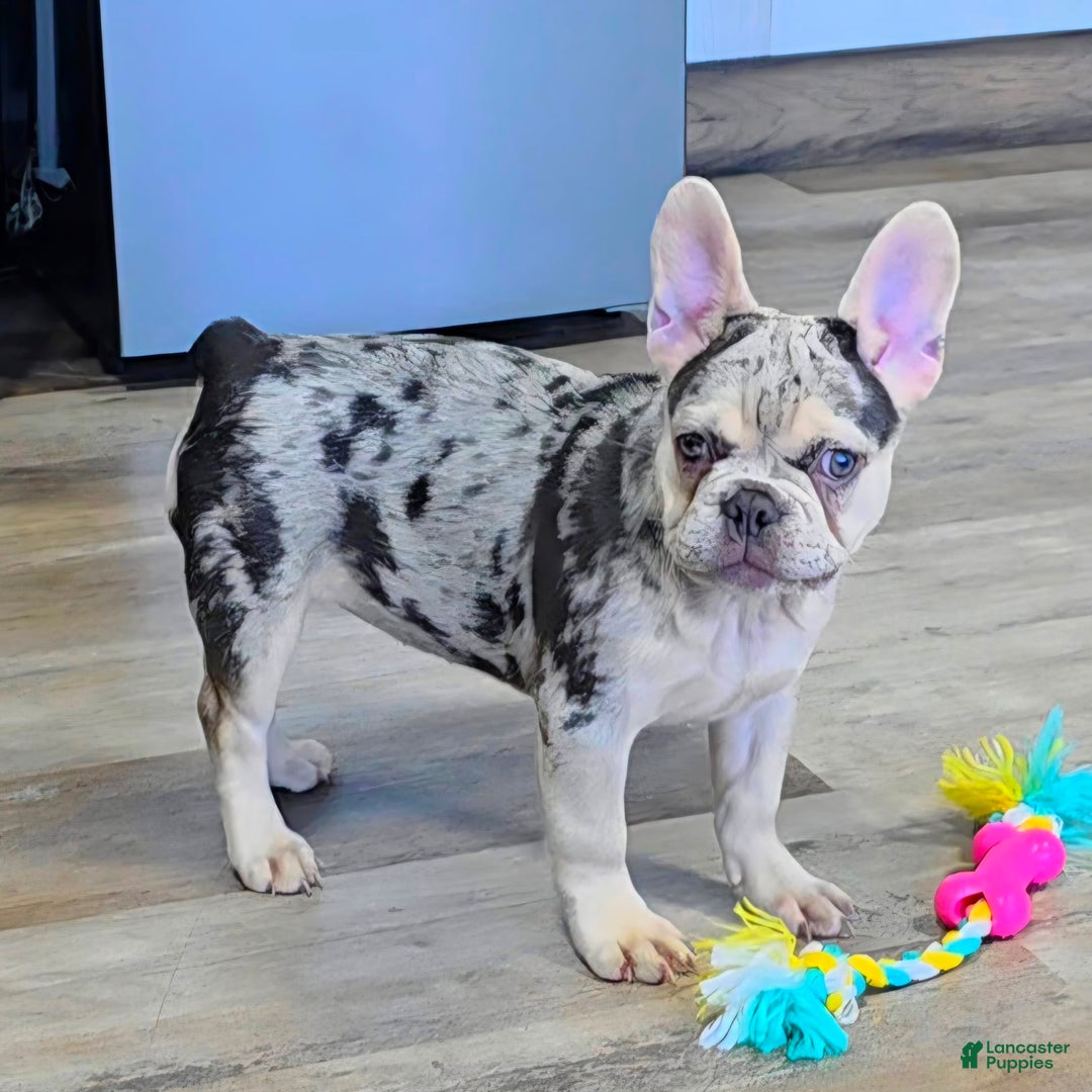 French Bulldog dogs for sale: Carrie - Image 11