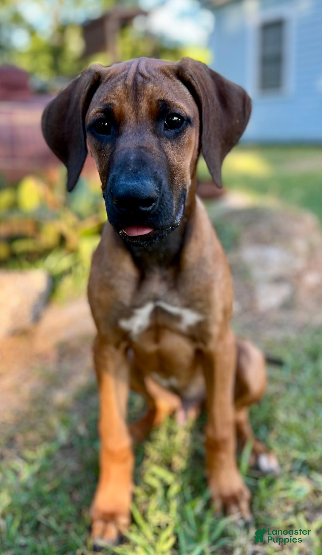 Rhodesian Ridgeback dogs for sale: Purple - Image 2