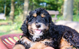 Mini Bernedoodle dogs for sale: Jasper - Image 4