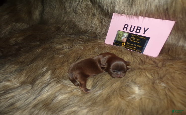 Shih Tzu dogs for sale - Ad 5