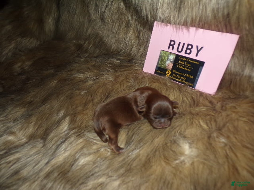 Shih Tzu dogs for sale: Ruby - Image 1