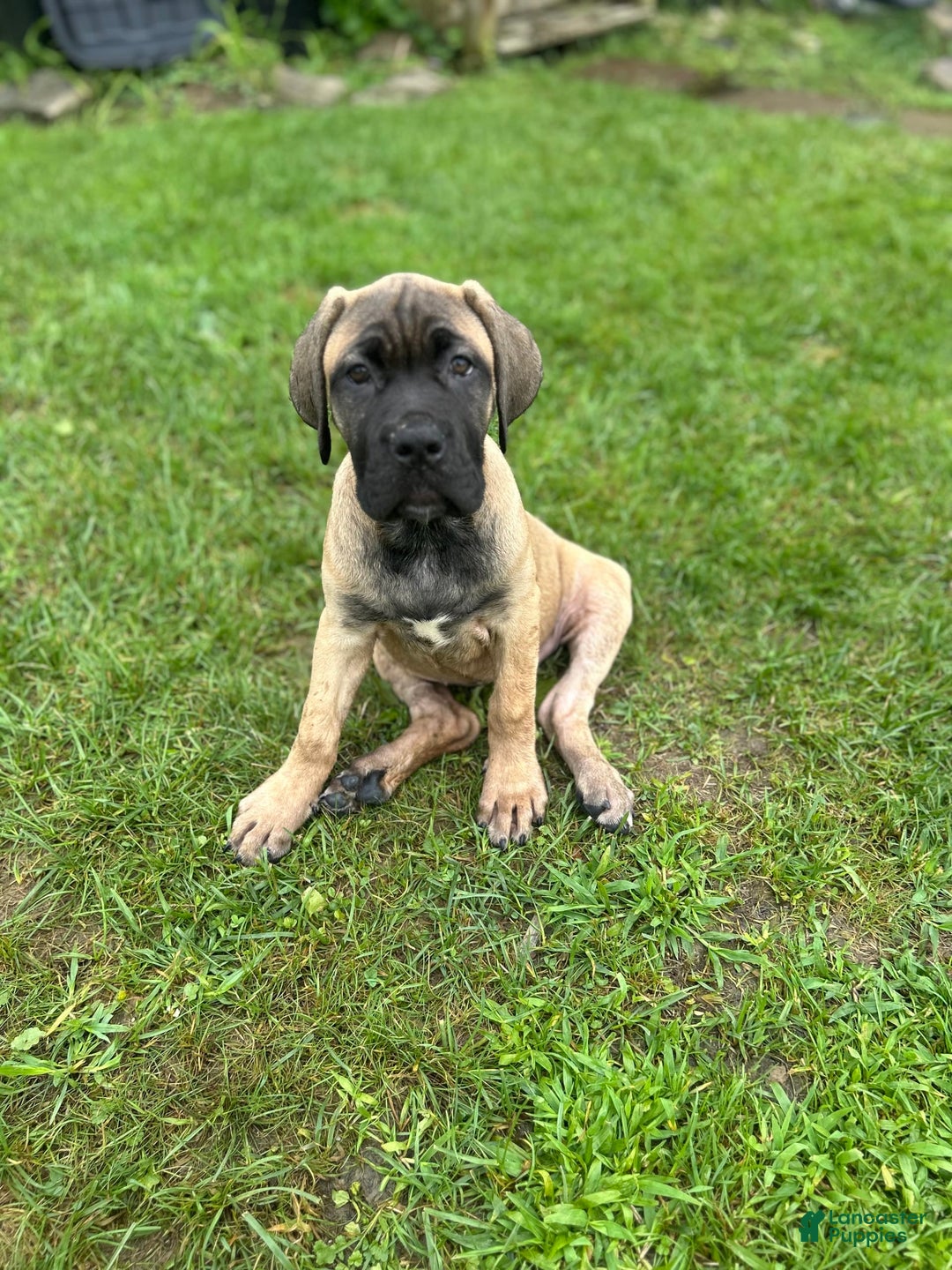 Cane Corso dogs for sale: Mandisa - Image 15
