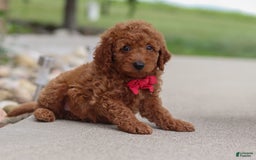 Goldendoodle dogs for sale: Herbie - Image 14