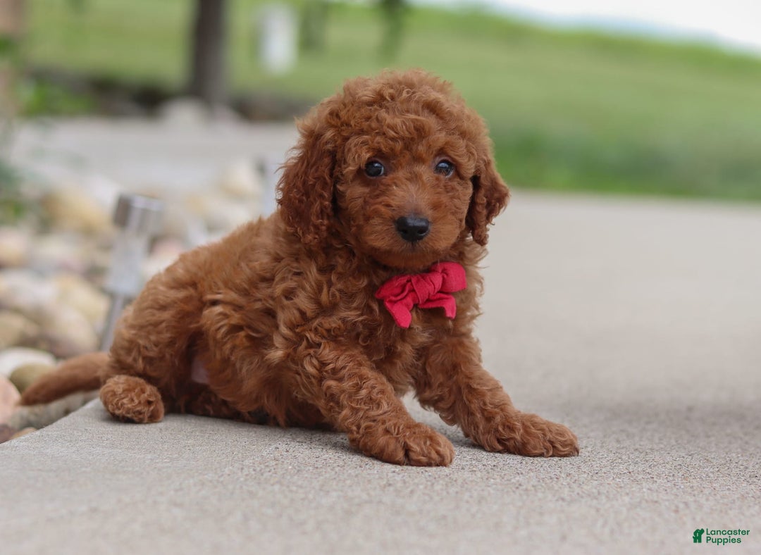 Goldendoodle dogs for sale: Herbie - Image 14