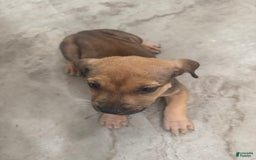 South African Boerboels dogs for sale: Nova - Image 3