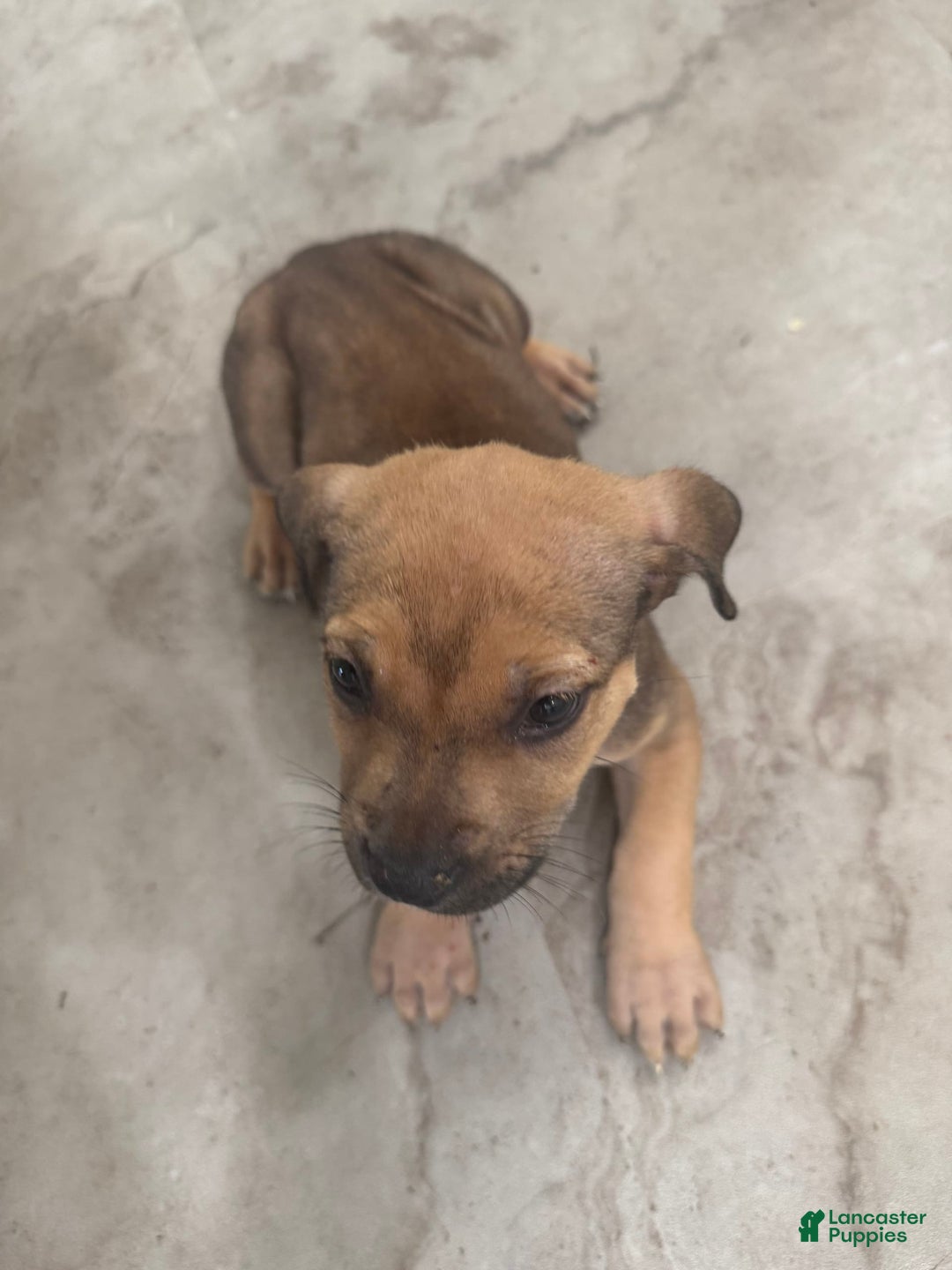 South African Boerboels dogs for sale: Nova - Image 3