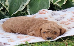 Mini Goldendoodle dogs for sale: Vinson - Image 6