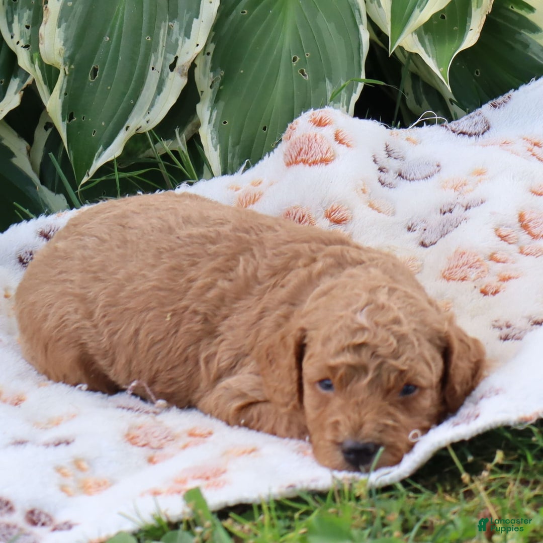Mini Goldendoodle dogs for sale: Vinson - Image 6