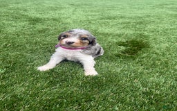 Bernedoodle dogs for sale: 8 - Image 9