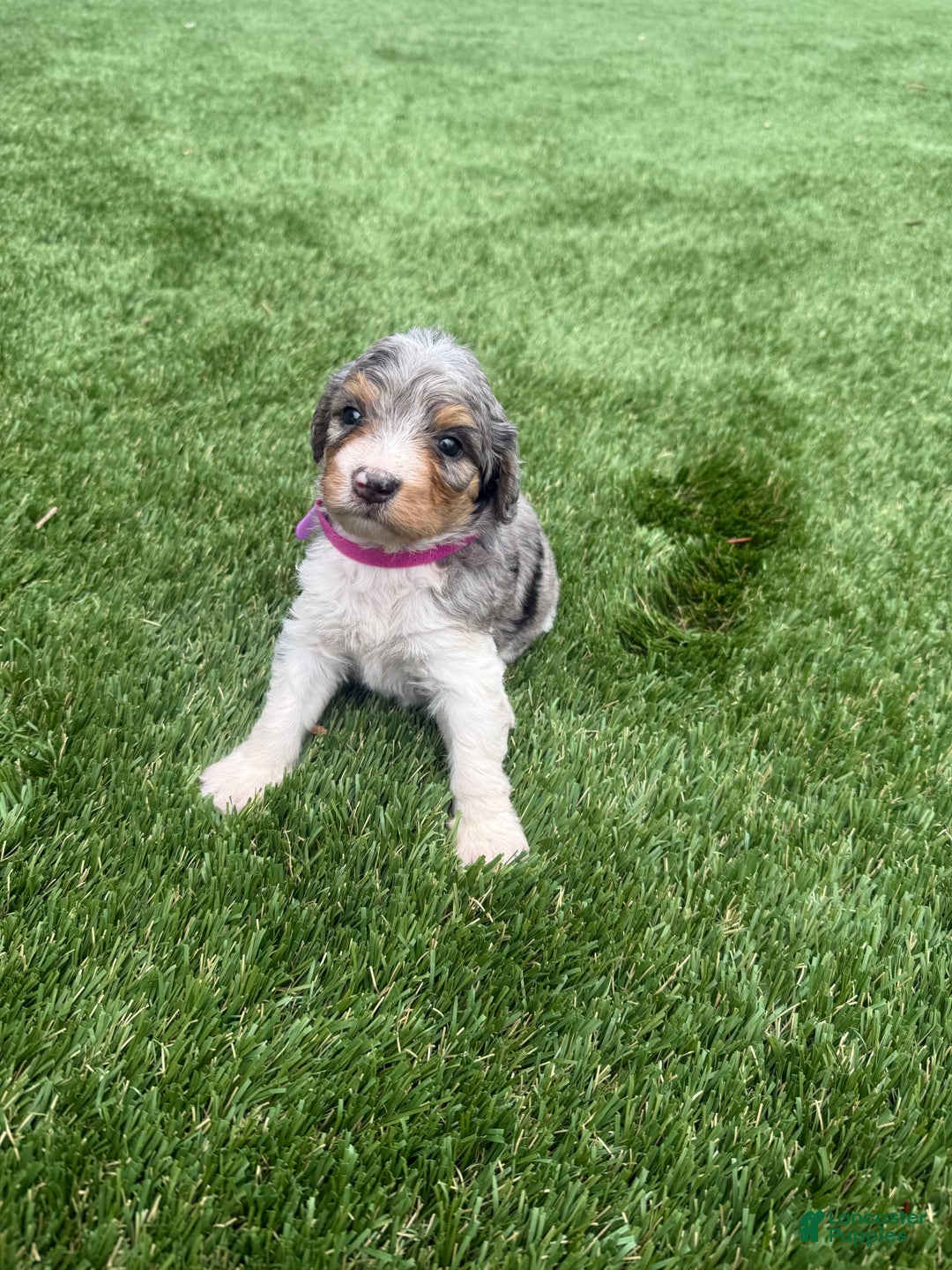 Bernedoodle dogs for sale: 8 - Image 9