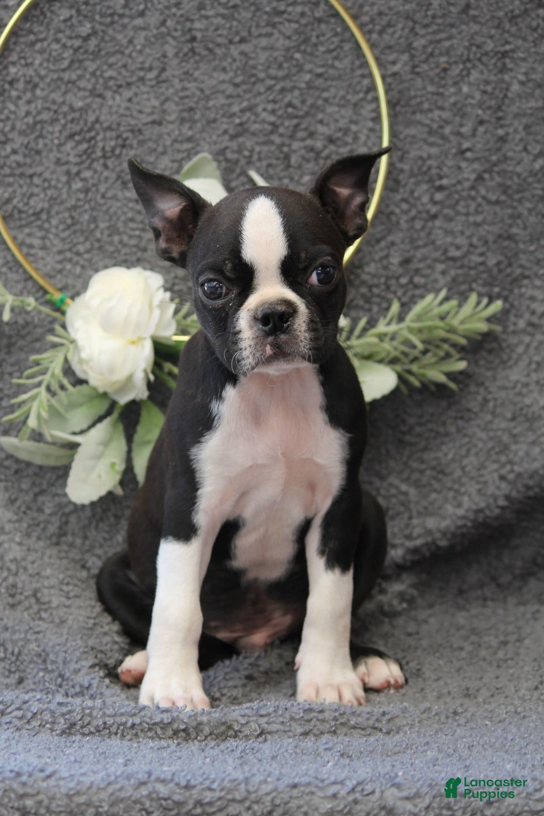 Boston Terrier dogs for sale: Zane - Image 7