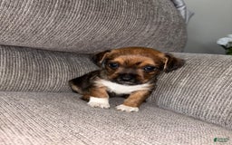 Morkie dogs for sale: Sapphire - Image 6