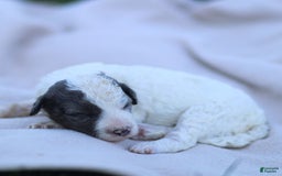 Goldendoodle dogs for sale: Oakland - Image 9