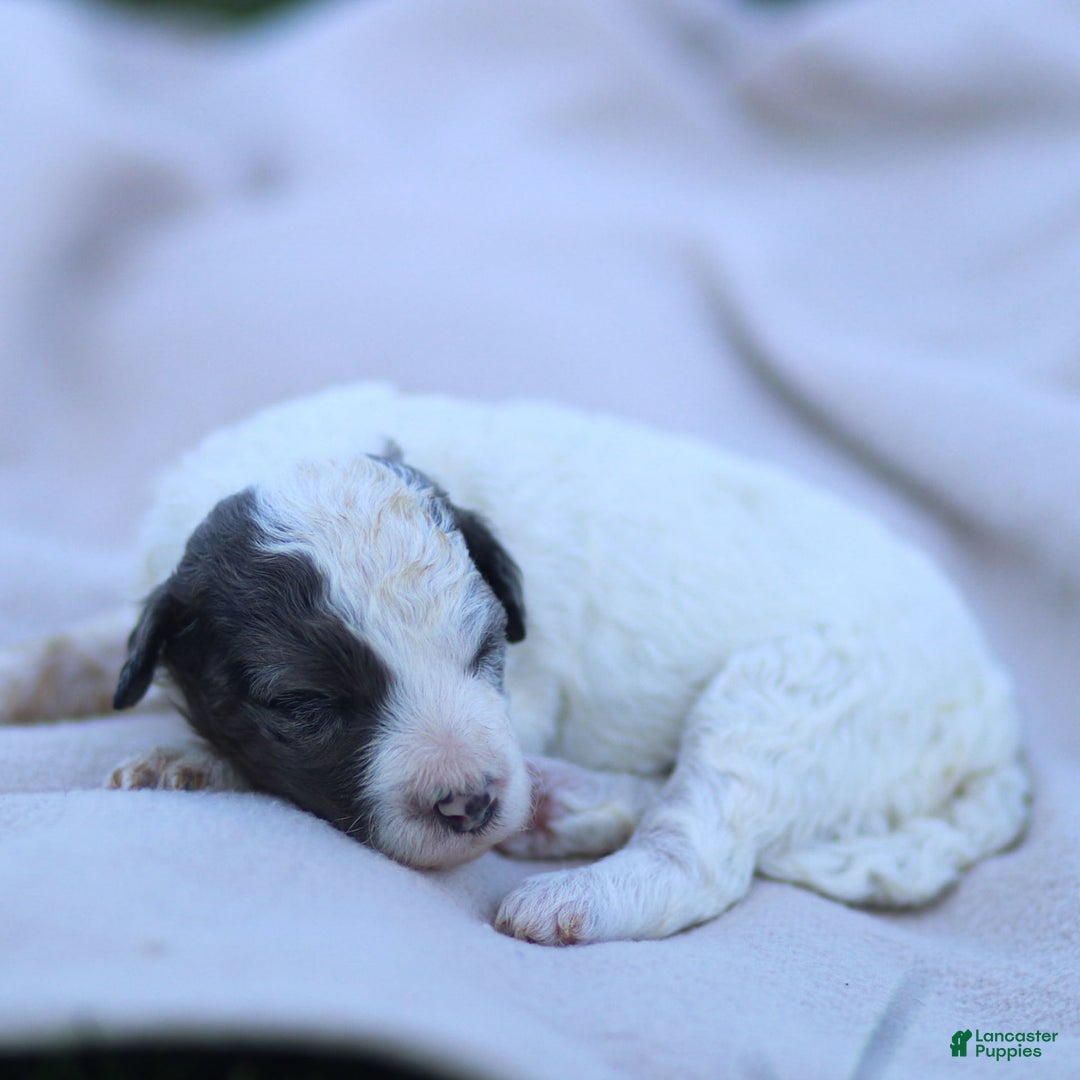 Goldendoodle dogs for sale: Oakland - Image 9