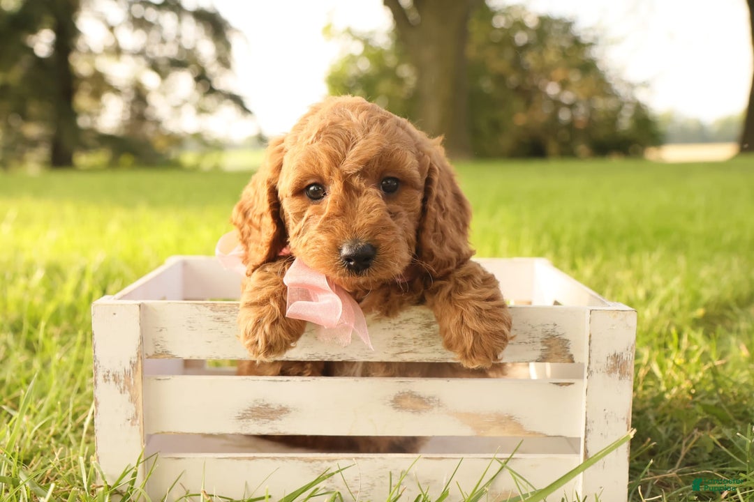 Mini Goldendoodle dogs for sale: Rosie - Image 12