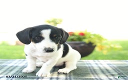 Jack Russell Terrier dogs for sale: Midnight - Image 3