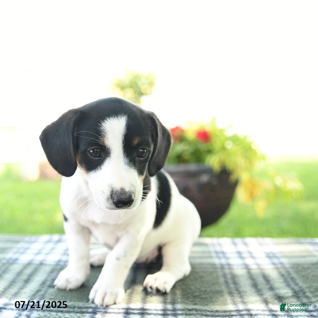 Jack Russell Terrier dogs for sale: Midnight - Image 3