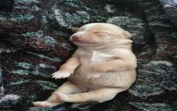 Chihuahua dogs for sale: Peaches - Image 2