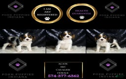 Cavalier King Charles Spaniel dogs for sale: Agate - Image 7