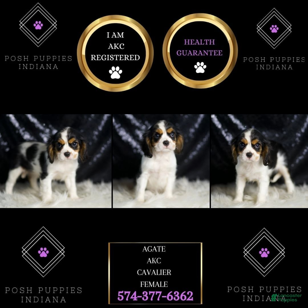 Cavalier King Charles Spaniel dogs for sale: Agate - Image 7
