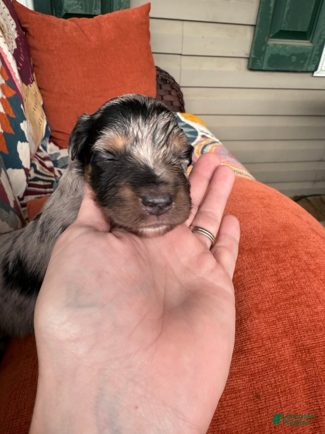 Miniature Australian Shepherd dogs for sale: Riggs - Image 3