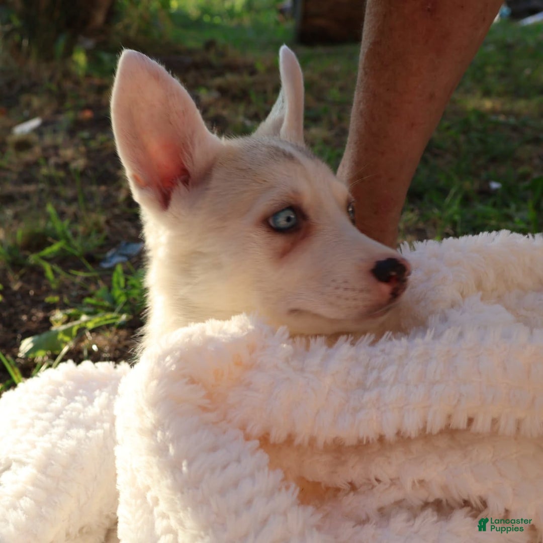 Gerberian Shepsky dogs for sale: Princess - Image 7