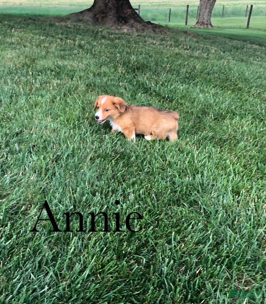 Welsh Corgi Pembroke dogs for sale: Annie - Image 1
