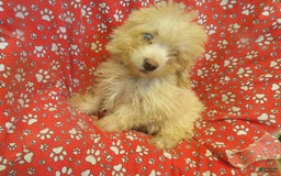 Aussiedoodle dogs for sale: RUNTZ - Image 5