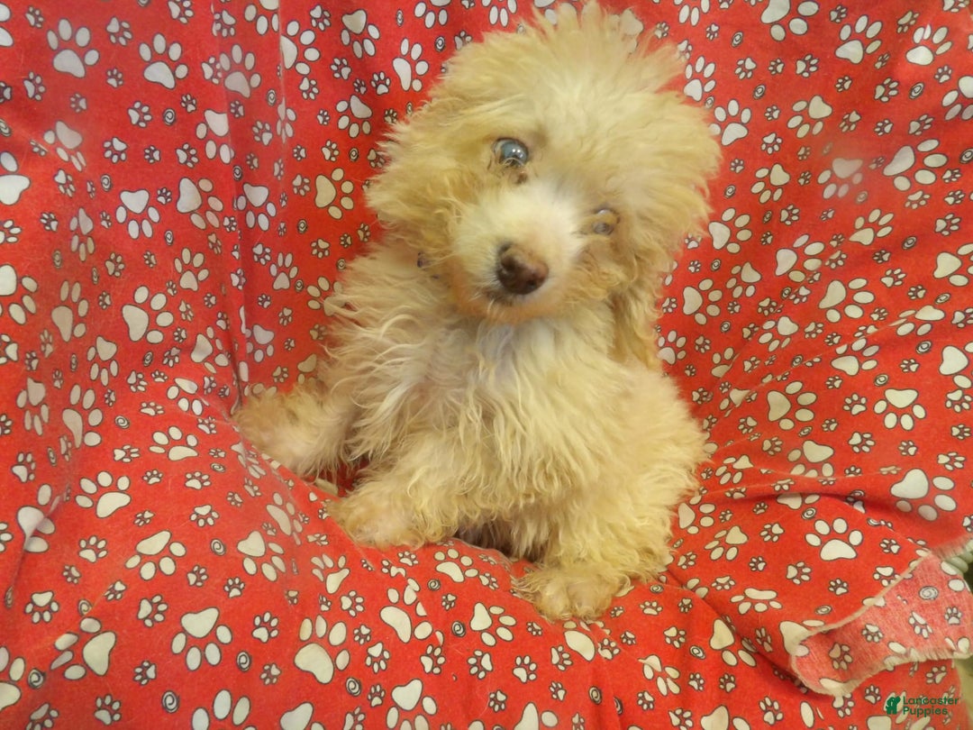 Aussiedoodle dogs for sale: RUNTZ - Image 5